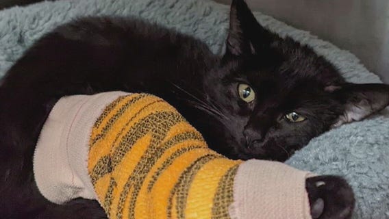 9-week-old cat on road to recovery after being hit by car