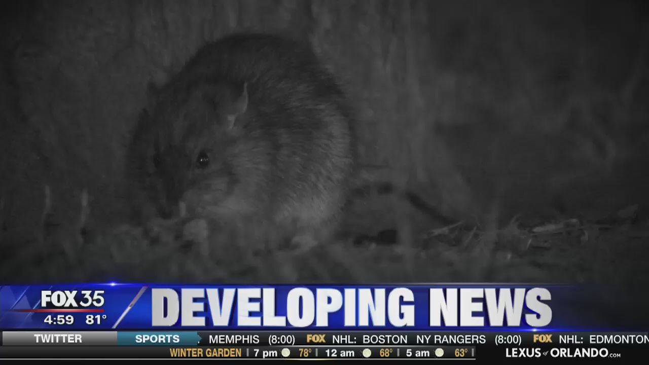 Puerto Rico Rats Rats contaminate supplies for Puerto Rico | FOX 35 Orlando
