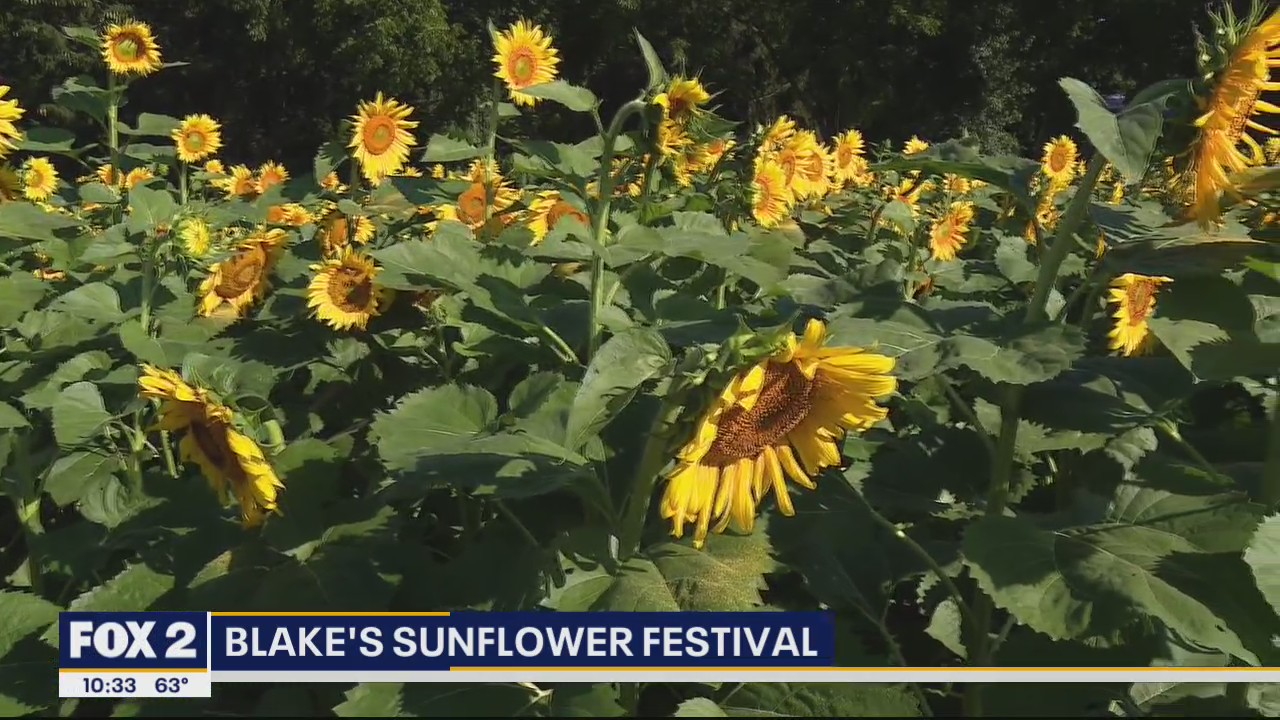 Where to get Instagram worthy shots at Blake's Sunflower Festival