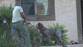 Thousand Oaks teen attacked by family's dogs