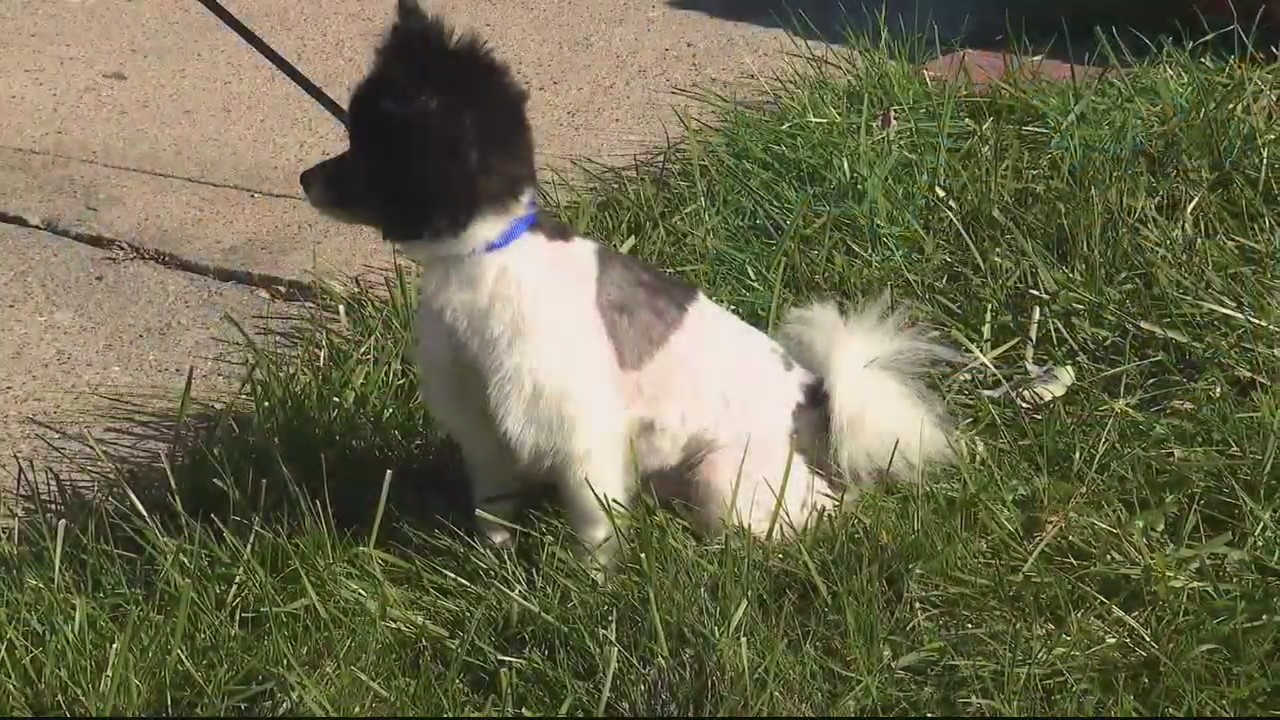 Family reunited with lost Pomeranian after nearly a year | FOX 2 Detroit