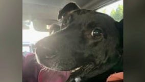 Pomona man arrested after allegedly killing neighbor's dog