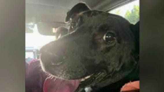 Pomona man arrested after allegedly killing neighbor's dog