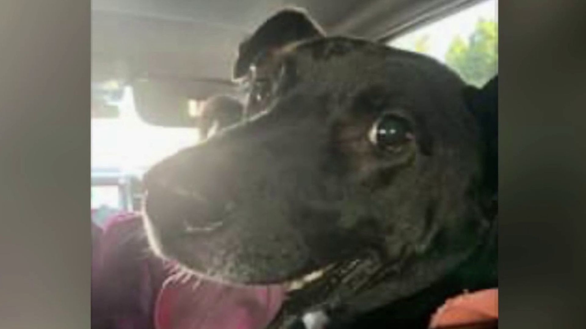 Pomona man arrested after allegedly killing neighbor's dog