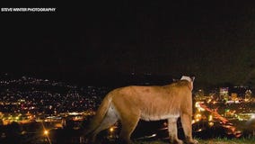 Wildlife officials plan to capture P-22