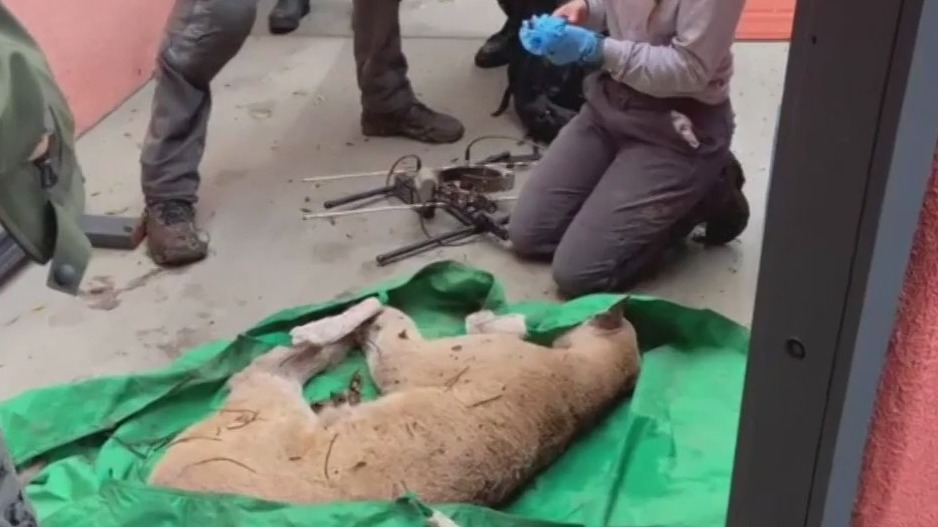 LA's most famous mountain lion P-22 caught in Los Feliz backyard