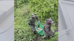 P-22 may have been struck by a car, officials say