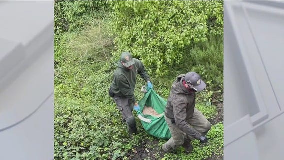 P-22 may have been struck by a car, officials say