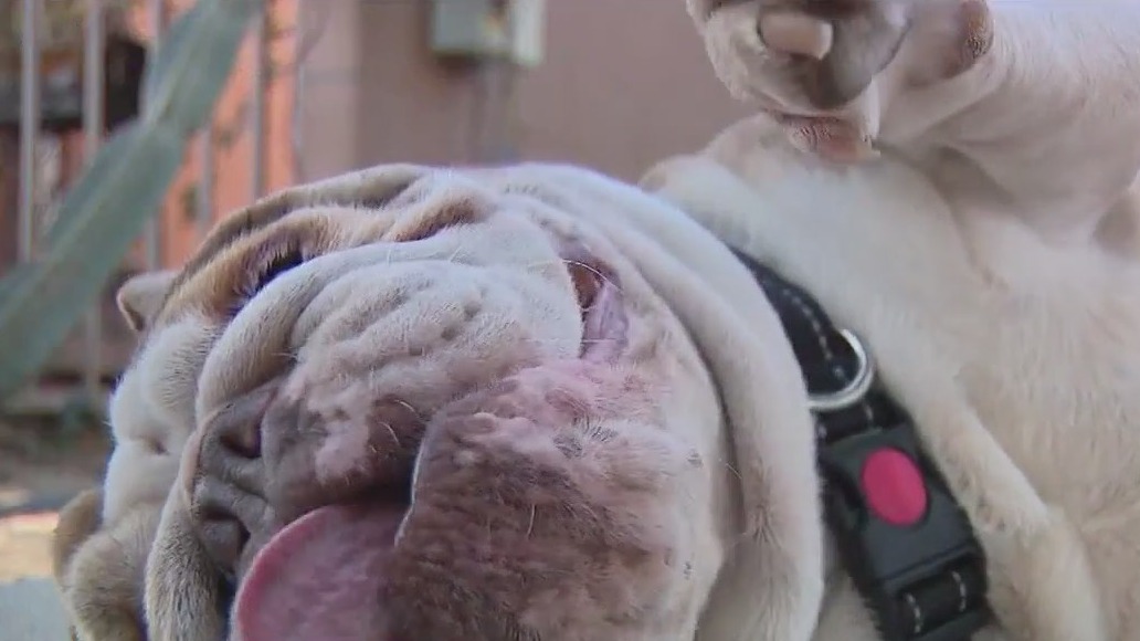 Dogs saved after FOX 11 report on overcrowding