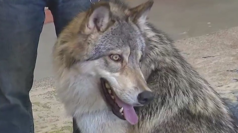 Learn more about the Judith A. Bassett Canid Education & Conservation Center