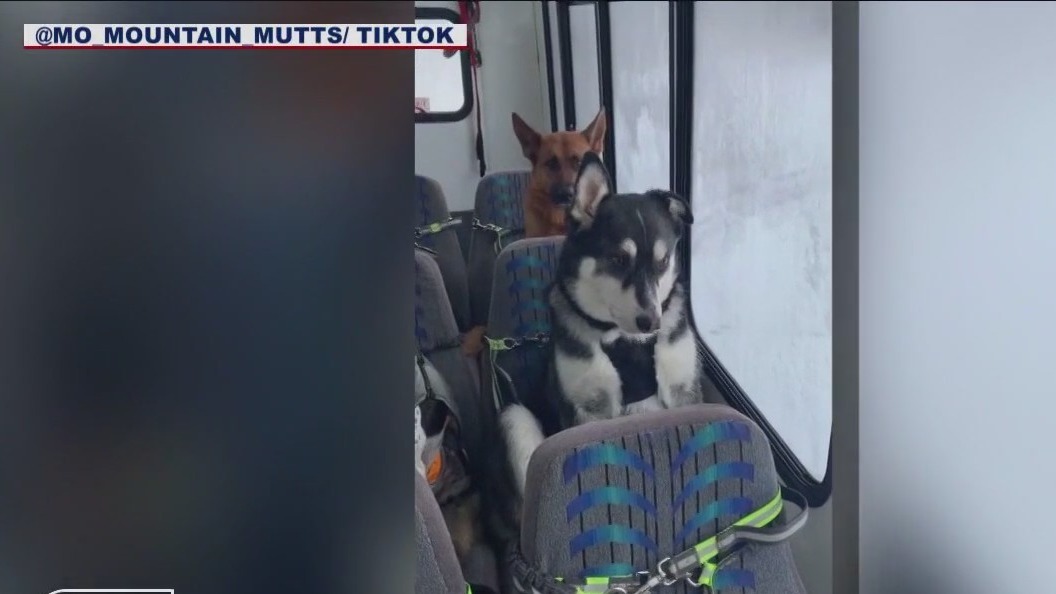Doggy ?daycare? bus in Alaska goes viral on TikTok