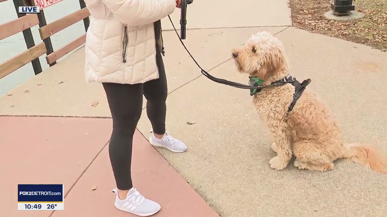 January is National Walk Your Dog Month