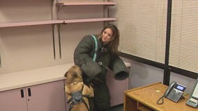 Meet Rico: The fentanyl-fighting K9 with El Monte PD