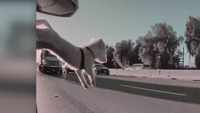 Dog jumps out of moving car on 101 Freeway in LA County