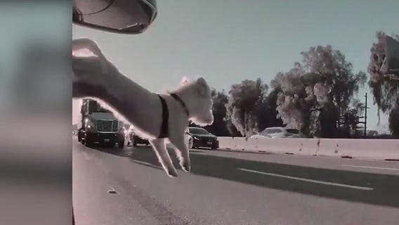Dog jumps out of moving car on 101 Freeway in LA County