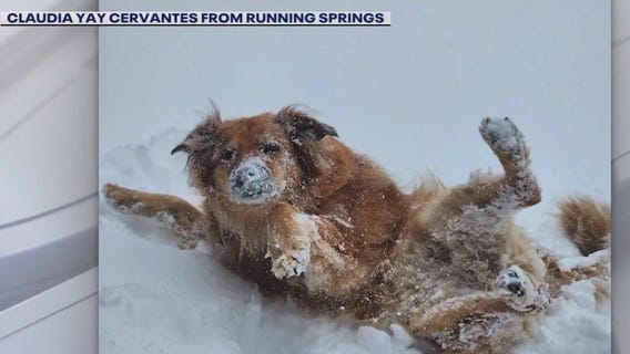 FOX 11 viewers share LA hail videos, pups enjoying SoCal snow