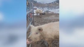 Buster's Barn: LA County animal sanctuary in need of help after snowstorm damage
