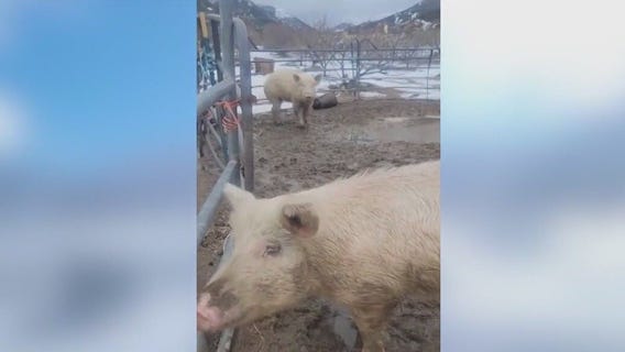 Buster's Barn: LA County animal sanctuary in need of help after snowstorm damage