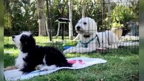 In Depth: Congressman Brad Sherman, Pet Safety