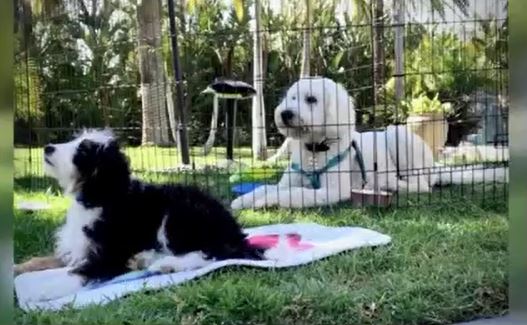 In Depth: Congressman Brad Sherman, Pet Safety