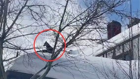 Dogs rescued from snowy rooftop in Lake Arrowhead