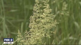 The Doctor Is In: Allergy Season