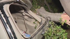 Strong winds knock down trees in Sherman Oaks