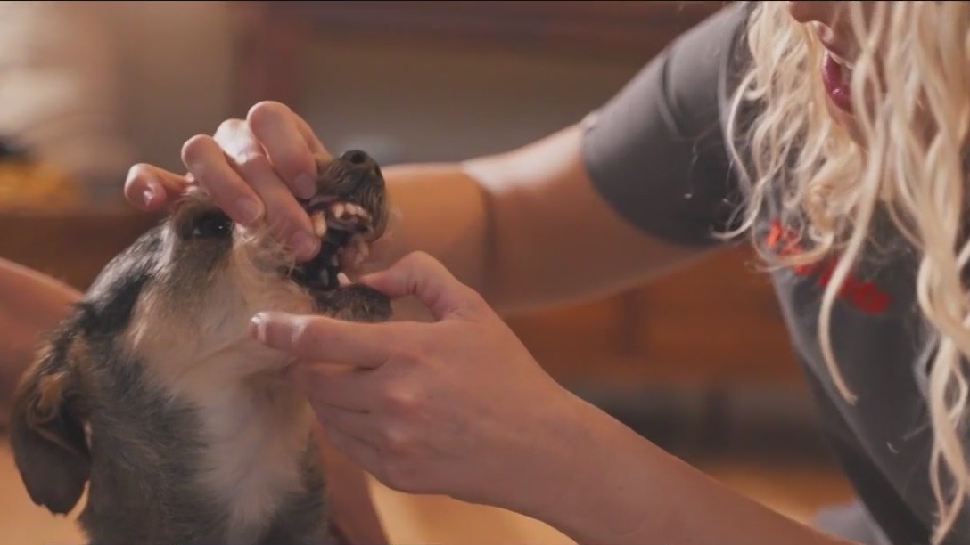 At home veterinary visit for your pet