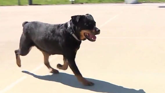 Abandoned puppies found in Riverside
