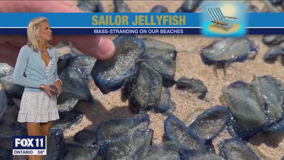 Sailor jellyfish washing ashore CA beaches