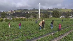 Organic strawberry picking in San Juan Capistrano