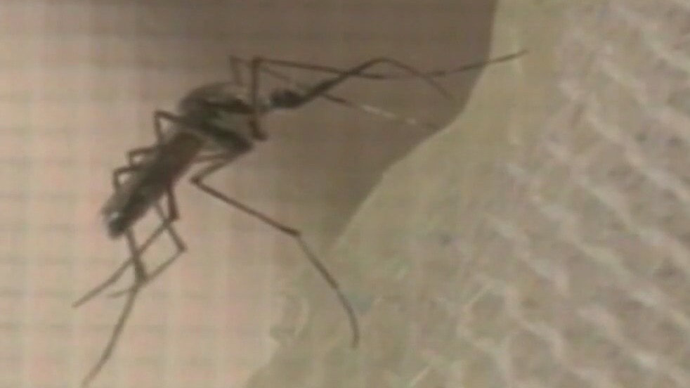 Mosquito population could explode after winter storms