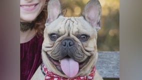 Group steals French Bulldog in Ladera Heights