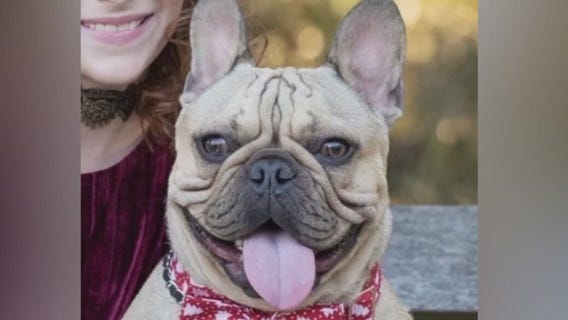 Group steals French Bulldog in Ladera Heights