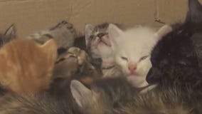 Volunteer rescues dogs, cats abandoned in Ukraine