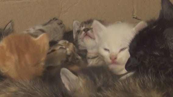 Volunteer rescues dogs, cats abandoned in Ukraine