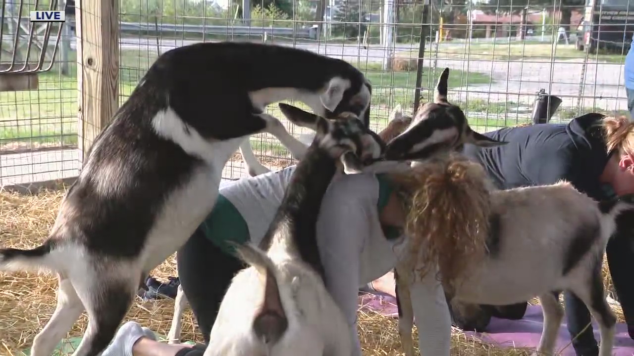 Goat Yoga Fun at Westview Orchards