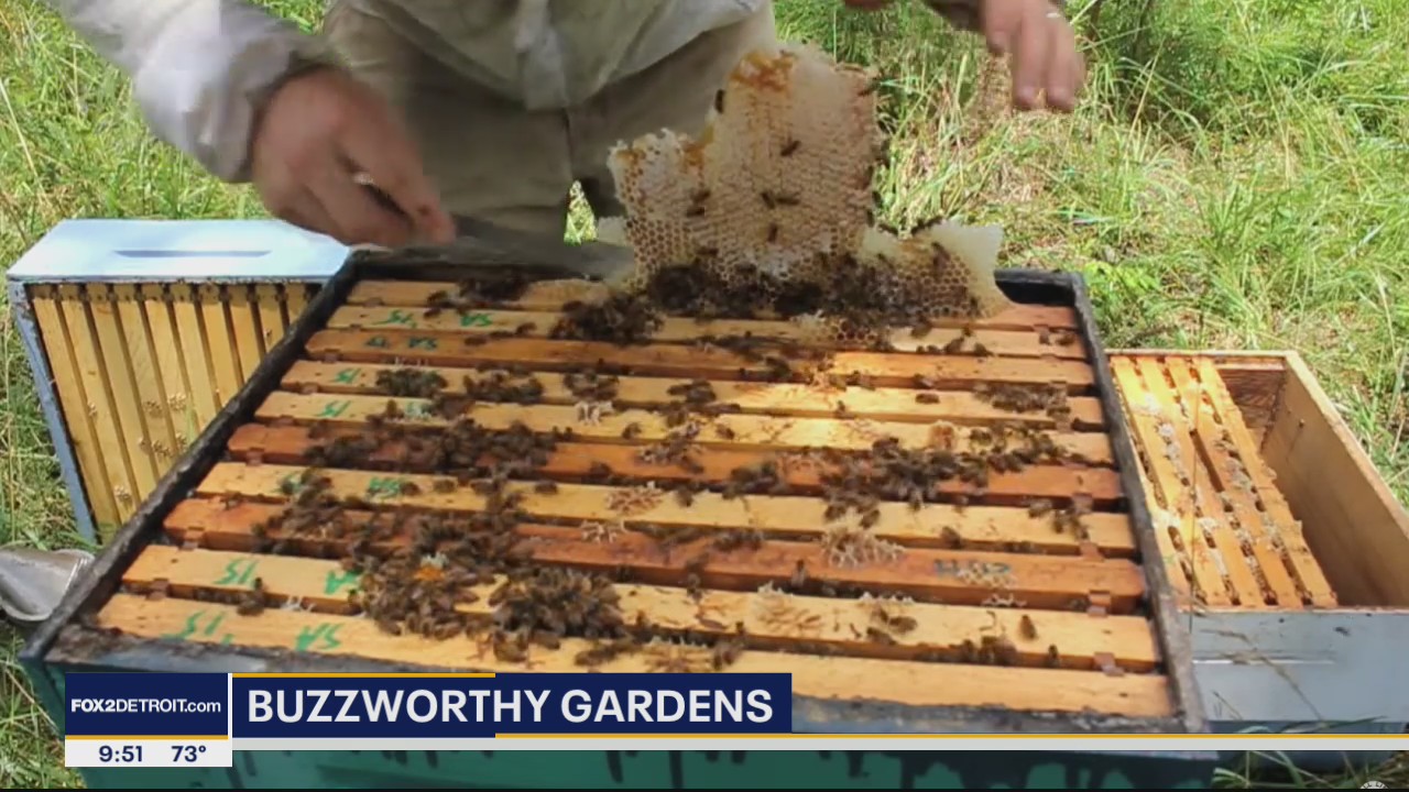 Buzzworthy Gardens