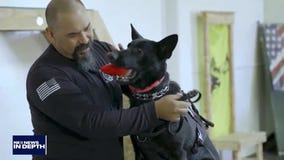 In Depth: Helping Dogs