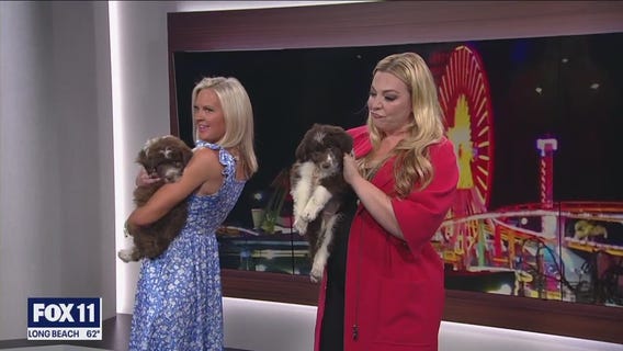 These cute rescue pups could be yours