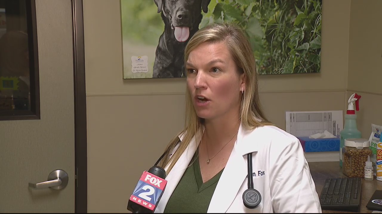 What is parvovirus and what explains the outbreak among dogs in Michigan?