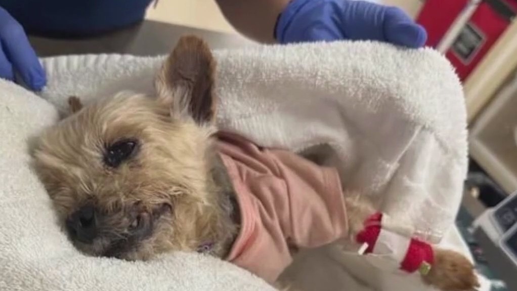 Stranger kicks tiny dog in Venice