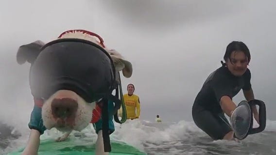 Incredible Dog Challenge happening in Huntington Beach