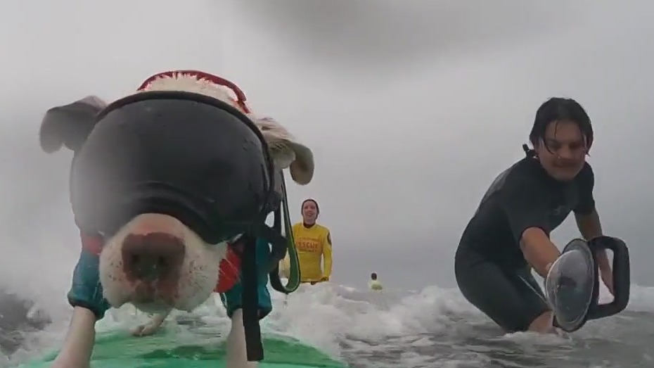 Incredible Dog Challenge happening in Huntington Beach