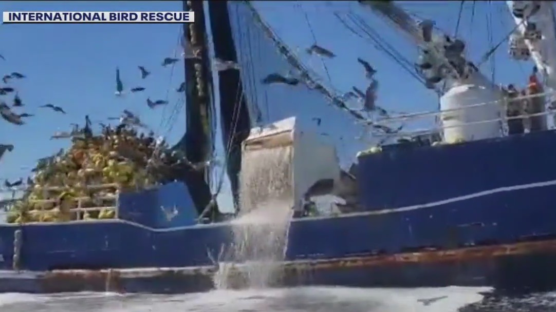 Fish oil being dumped, killing gulls