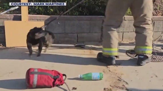 Small dog safely pulled from storm drain