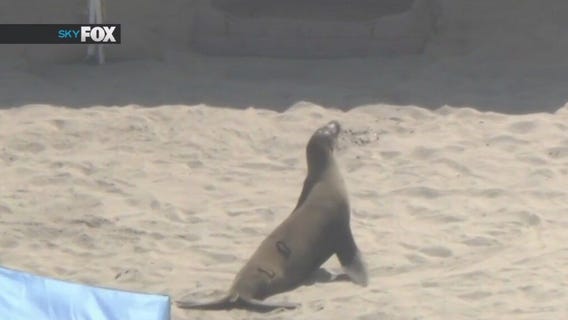 Warning over sick, suffering seals