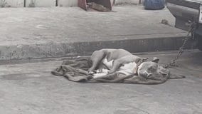 Dog abuse at homeless encampment