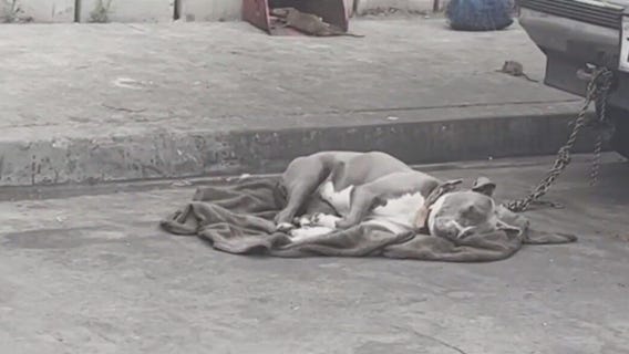 Dog abuse at homeless encampment