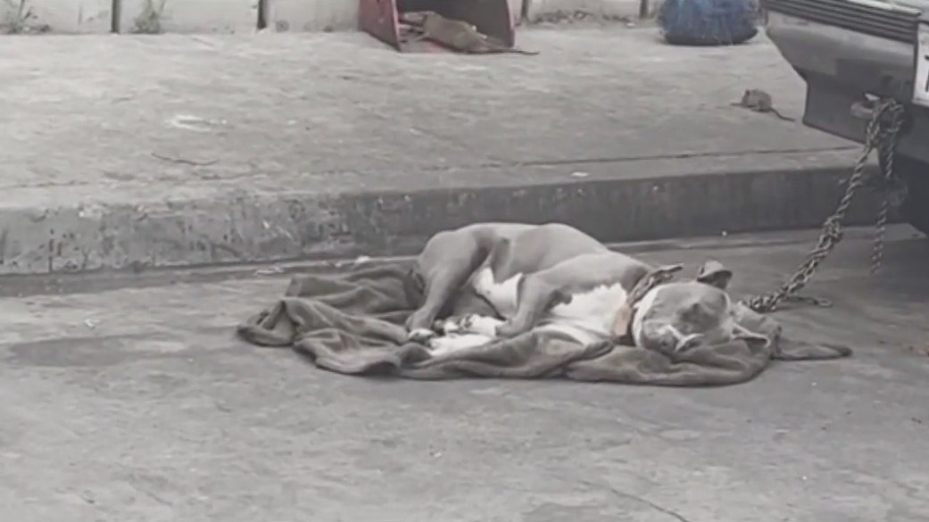 Dog abuse at homeless encampment